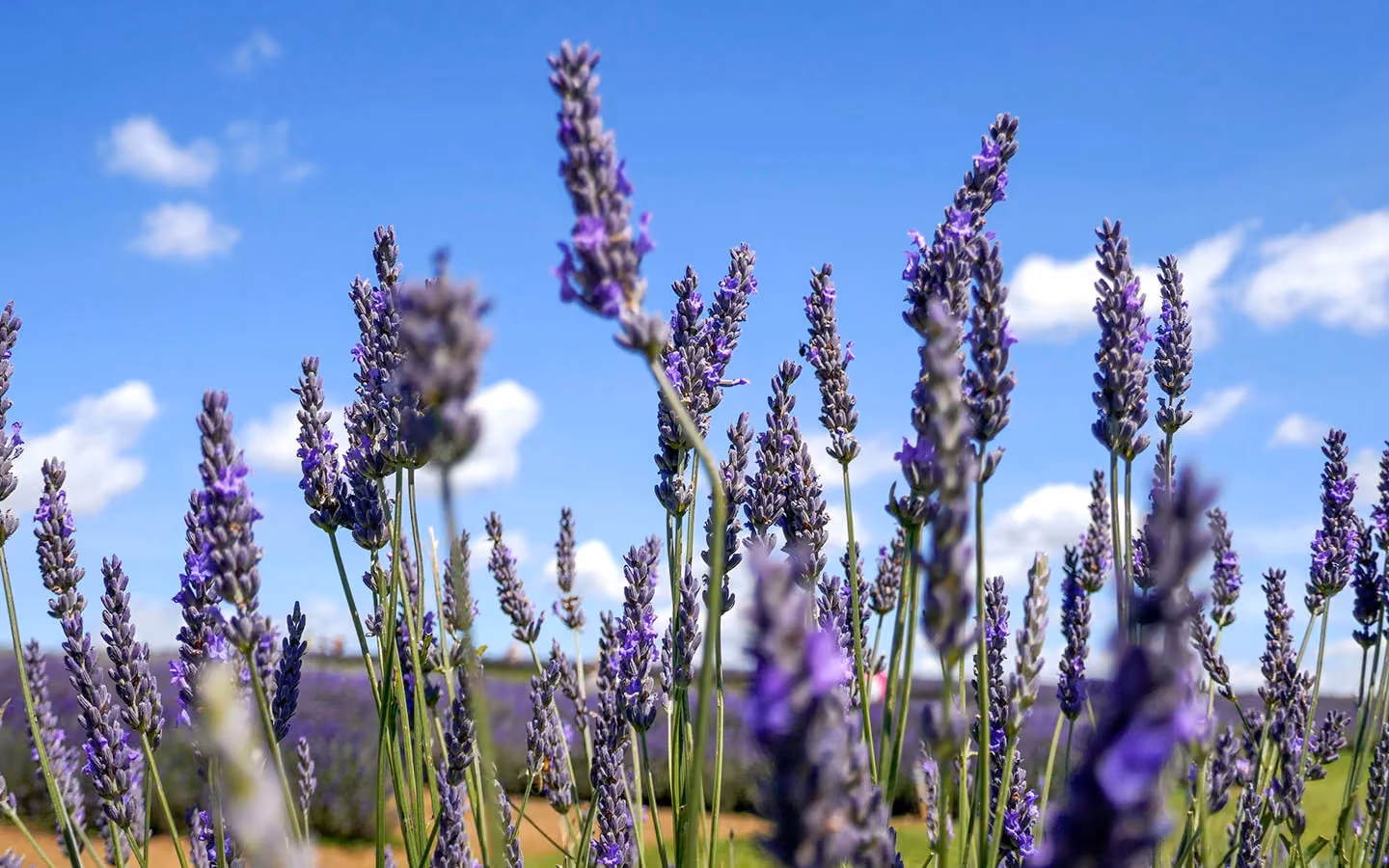 Lavandula angustifolia flowers for true lavender essential oil production